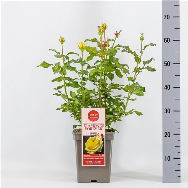 Grootbloemige Roos (Rosa 'Diamonds Forever') 1 Grootbloemige Roos (Rosa 'Diamonds Forever')