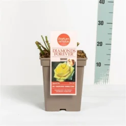 Grootbloemige Roos (Rosa 'Diamonds Forever') -Planten Verkoopwinkel rosadiamondsforever03 1