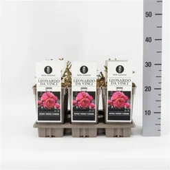 Trosroos (Rosa 'Leonardo Da Vinci') -Planten Verkoopwinkel rosaleonardodavinci03