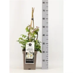 Roos (Rosa 'Sally Holmes') -Planten Verkoopwinkel rosasallyholmes02 2