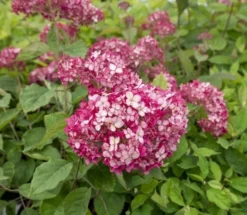 Hortensia (Hydrangea 'Ruby Annabelle') -Planten Verkoopwinkel ruby annabelle 5