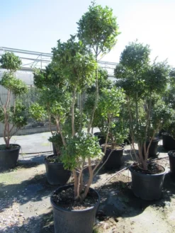 Camelia Als Bonsai (Camellia Sasanqua) -Planten Verkoopwinkel sasanquapompon01