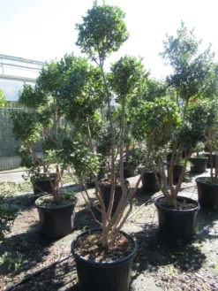 Camelia Als Bonsai (Camellia Sasanqua) -Planten Verkoopwinkel sasanquapompon03