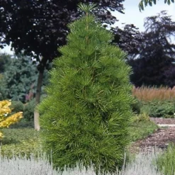 Japanse Parasolden (Sciadopitys Verticilata) -Planten Verkoopwinkel scvertic 7 1