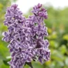 Tweekleurige Sering (Syringa Vulgaris 'Sensation')