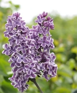 Tweekleurige Sering (Syringa Vulgaris 'Sensation')