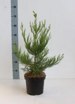 Mammoetboom (Sequoiadendron Giganteum) -Planten Verkoopwinkel seqouiadendron giganteum 40 50 co. 3l kopie