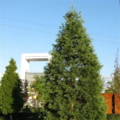 Kustmammoetboom (Sequoia Sempervirens) -Planten Verkoopwinkel sequoiadendron giganteum