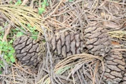 Mammoetboom (Sequoiadendron Giganteum) -Planten Verkoopwinkel sequoiadendron giganteum 3