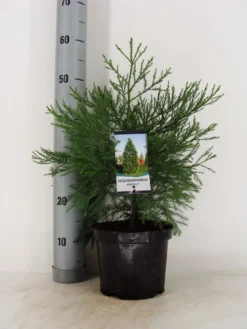 Mammoetboom (Sequoiadendron Giganteum) -Planten Verkoopwinkel sequoiadendron giganteum c3 m
