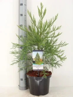 Mammoetboom (Sequoiadendron Giganteum) -Planten Verkoopwinkel sequoiadendron giganteum c5 m