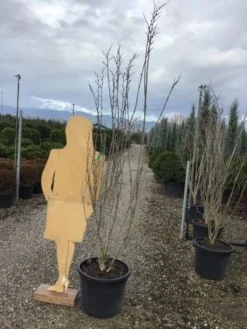 Chinese Judasboom (Cercis Chinensis 'Shirobana') -Planten Verkoopwinkel shirobana200