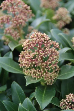 Skimmia (Skimmia Japonica 'Fragrant Cloud') -Planten Verkoopwinkel skimmia japonica fragant cloud 2