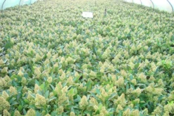 Skimmia (Skimmia Confusa 'Kew Green') -Planten Verkoopwinkel skimmia kew green c3 2 1