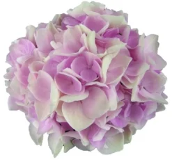 Hortensia Soft Pink Salsa (Hydrangea 'Music Collection') -Planten Verkoopwinkel soft pink salsa