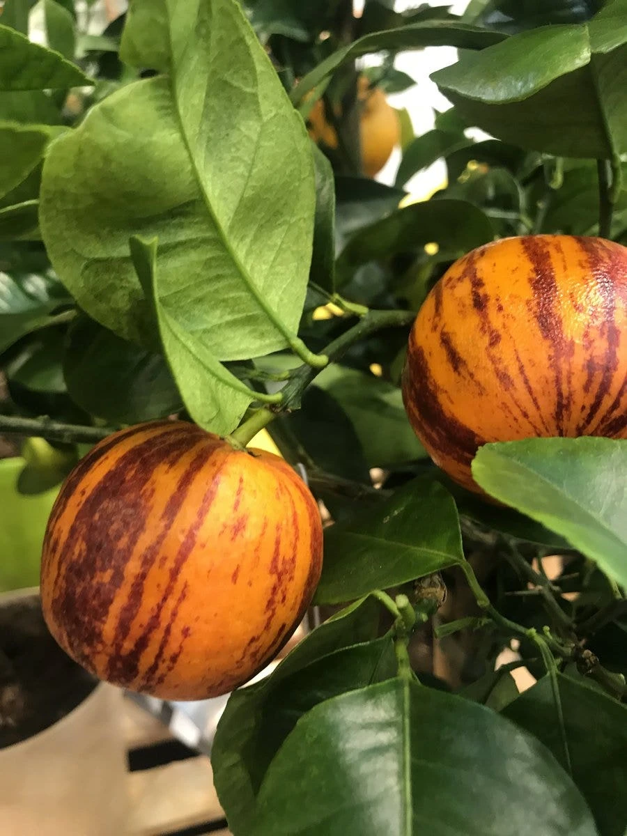 Sinaasappel (Citrus Sinensis 'Arcobal') 1 Sinaasappel (Citrus Sinensis 'Arcobal')