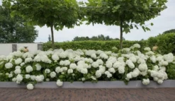 Hortensia (Hydrangea 'Strong Annabelle') -Planten Verkoopwinkel strong annabelle 11 2