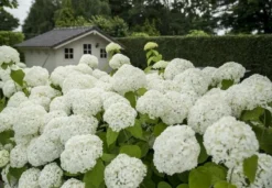 Hortensia (Hydrangea 'Strong Annabelle') -Planten Verkoopwinkel strong annabelle 2