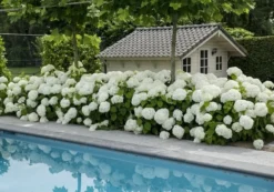 Hortensia (Hydrangea 'Strong Annabelle') -Planten Verkoopwinkel strong annabelle 5 2