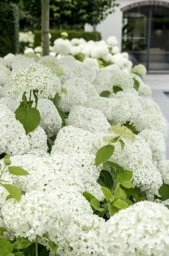 Hortensia (Hydrangea 'Strong Annabelle') -Planten Verkoopwinkel strong annabelle 9 1