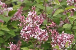 Sering (Syringa Microphylla 'Superba') 7 Sering (Syringa Microphylla 'Superba') -Planten Verkoopwinkel superba micr 1