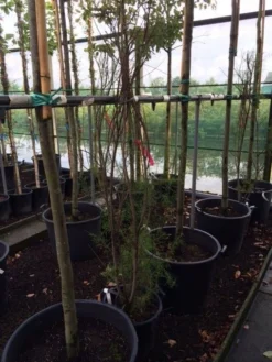 Tamarisk (Tamarix Ramosissima) -Planten Verkoopwinkel tamarisk 3