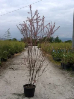 Tamarisk (Tamarix Ramosissima) -Planten Verkoopwinkel tamarix c20