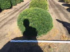 Grote Taxusbol (Taxus Baccata) -Planten Verkoopwinkel taxus baccata 140 cm platte bol drkl 2