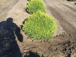 Grote Taxusbol (Taxus Baccata) -Planten Verkoopwinkel taxus baccata 60 cm platte bol drkl 2
