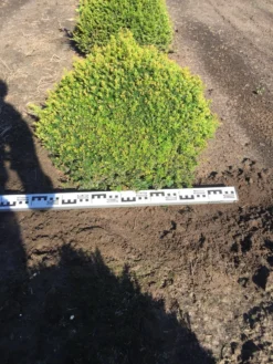 Grote Taxusbol (Taxus Baccata) -Planten Verkoopwinkel taxus baccata 70 cm platte bol drkl 2