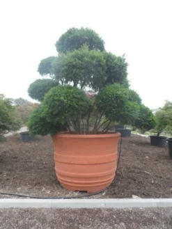 Taxus Als Bonsai (Taxus Baccata) -Planten Verkoopwinkel taxus baccata bonsai 300 400 c1800 1