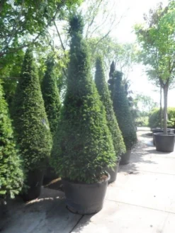 Taxus Als Kegel (Taxus Baccata) -Planten Verkoopwinkel taxus baccata kegel 200 225 250 c285