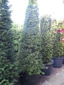 Taxus Als Kegel (Taxus Baccata) -Planten Verkoopwinkel taxus baccata kegel 250 275