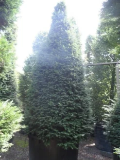 Taxus Als Kegel (Taxus Baccata) -Planten Verkoopwinkel taxus baccata kegel 275 300 350 c1000