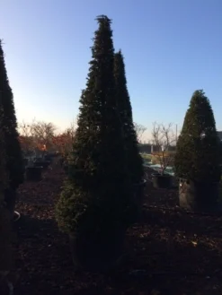 Taxus Als Kegel (Taxus Baccata) -Planten Verkoopwinkel taxus baccata kegel 300 c285 inkoop 475