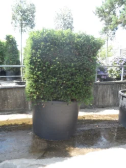 Bestsellers -Planten Verkoopwinkel taxus baccata kubus 160 180 c750