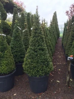 Taxus Als Pyramide (Taxus Baccata) -Planten Verkoopwinkel taxus kegel 150160cm 1