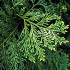 Thujopsis (Thujopsis Dolabrata)