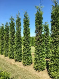 Grote Groene Haagconifeer (Thuja Occidentalis 'Brabant') -Planten Verkoopwinkel thuja brabant 350400