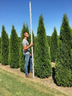 Grote Westerse Levensboom (Thuja Occidentalis 'Smaragd') -Planten Verkoopwinkel thuja occ smaragd 250300