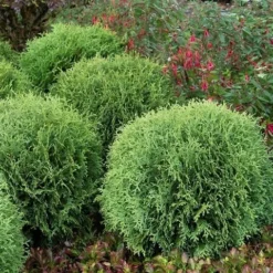 Levensboom (Thuja Occidentalis 'Little Giant') -Planten Verkoopwinkel thuja occidentalis little giant 1