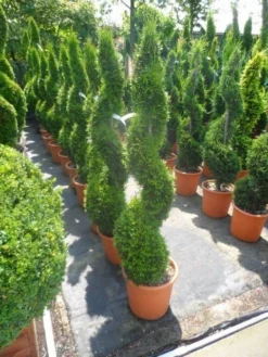 Conifeer Als Spiraal (Thuja Occidentalis 'Smaragd') -Planten Verkoopwinkel thuja occidentalis smaragd spiraal 125 150 c20 1