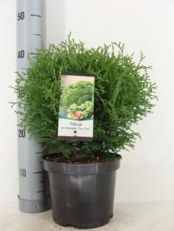 Thuja (Thuja Occidentalis 'Tiny Tim') -Planten Verkoopwinkel thuja occidentalis tiny tim zomer c3