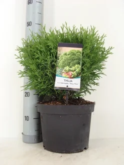 Thuja (Thuja Occidentalis 'Tiny Tim') -Planten Verkoopwinkel thuja occidentalis tiny tim zomer c5 m