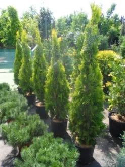 Levensboom (Thuja Orientalis 'Pyramidalis Aurea') 9 Levensboom (Thuja Orientalis 'Pyramidalis Aurea') -Planten Verkoopwinkel thuja platycladus orientalis pyramidalis aurea 150 175