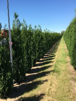 Grote Levensboom (Thuja Plicata 'Atrovirens') -Planten Verkoopwinkel thuja plic atrovirens 200250