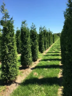 Grote Haagconifeer (Thuja Plicata 'Excelsa') -Planten Verkoopwinkel thuja plic excelsa