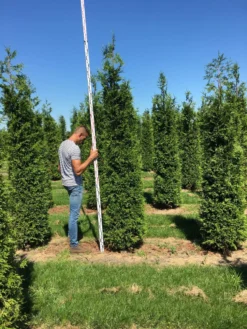 Grote Haagconifeer (Thuja Plicata 'Excelsa') -Planten Verkoopwinkel thuja plic excelsa 250300 3