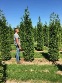 Grote Haagconifeer (Thuja Plicata 'Excelsa') -Planten Verkoopwinkel thuja plic excelsa 300350