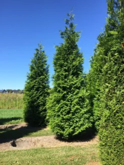 Grote Haagconifeer (Thuja Plicata 'Excelsa') -Planten Verkoopwinkel thuja plic excelsa 400450
